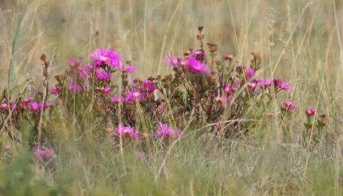 Lampranthus lavisii