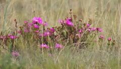 Lampranthus lavisii