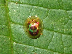 Charidotella zona