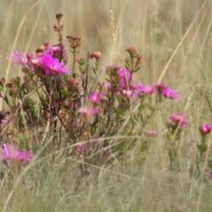 Lampranthus lavisii, photograph (c) Henry de Lange, some rights reserved (CC BY)