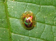 Charidotella zona