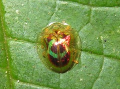 Charidotella zona