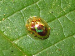 Charidotella zona