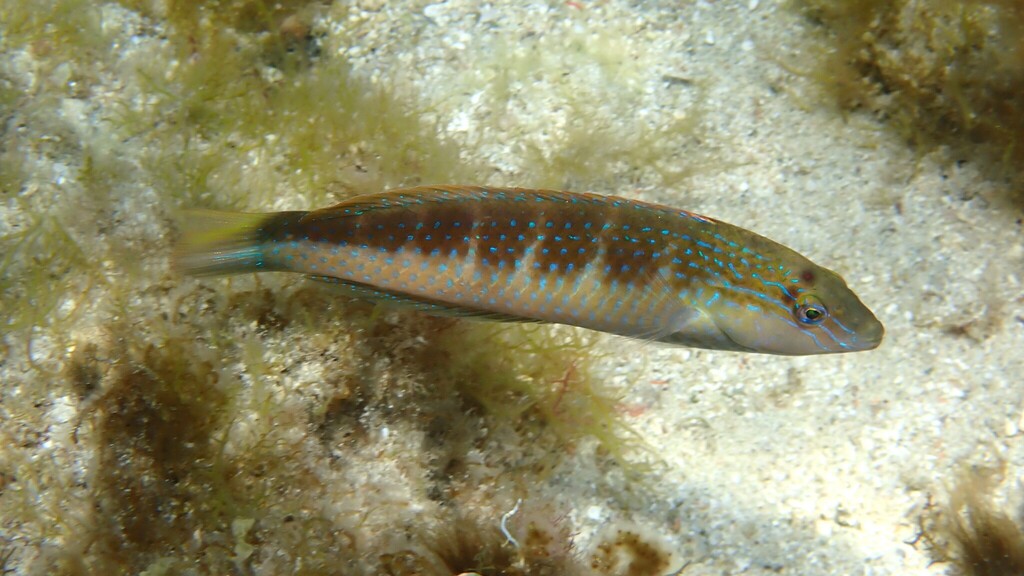 Bluethroat rainbow wrasse (Suezichthys cyanolaemus) — Labridae