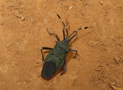 Molchina hopei