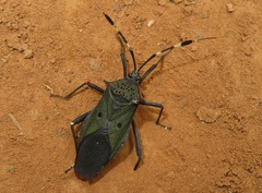 Molchina hopei