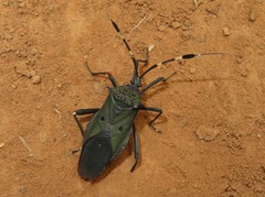 Molchina hopei
