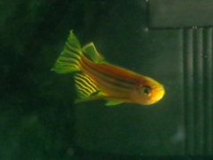 Danio rerio