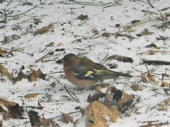 Fringilla coelebs