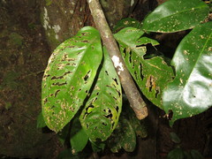 Anthurium pentaphyllum