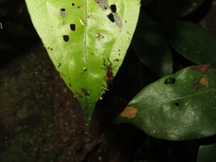 Anthurium pentaphyllum