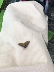 Glyphodes bipunctalis