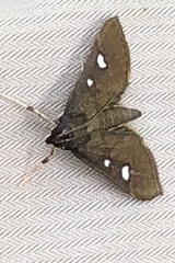 Glyphodes bipunctalis