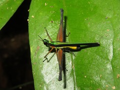 Paramastax nigra