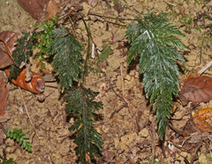 Abrodictyum elongatum