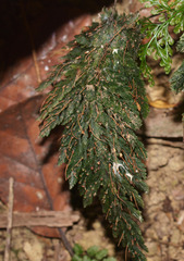 Abrodictyum elongatum