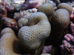 Goniastrea stelligera