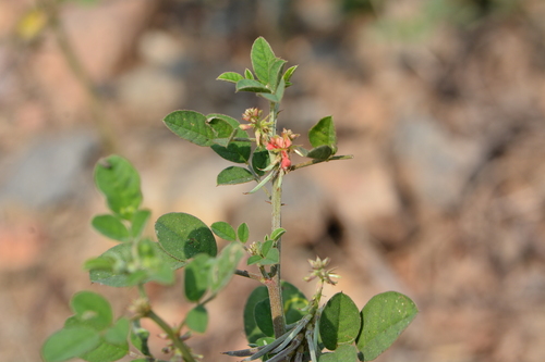 Asian Indigo (Indigofera trita)