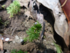 Limnophila