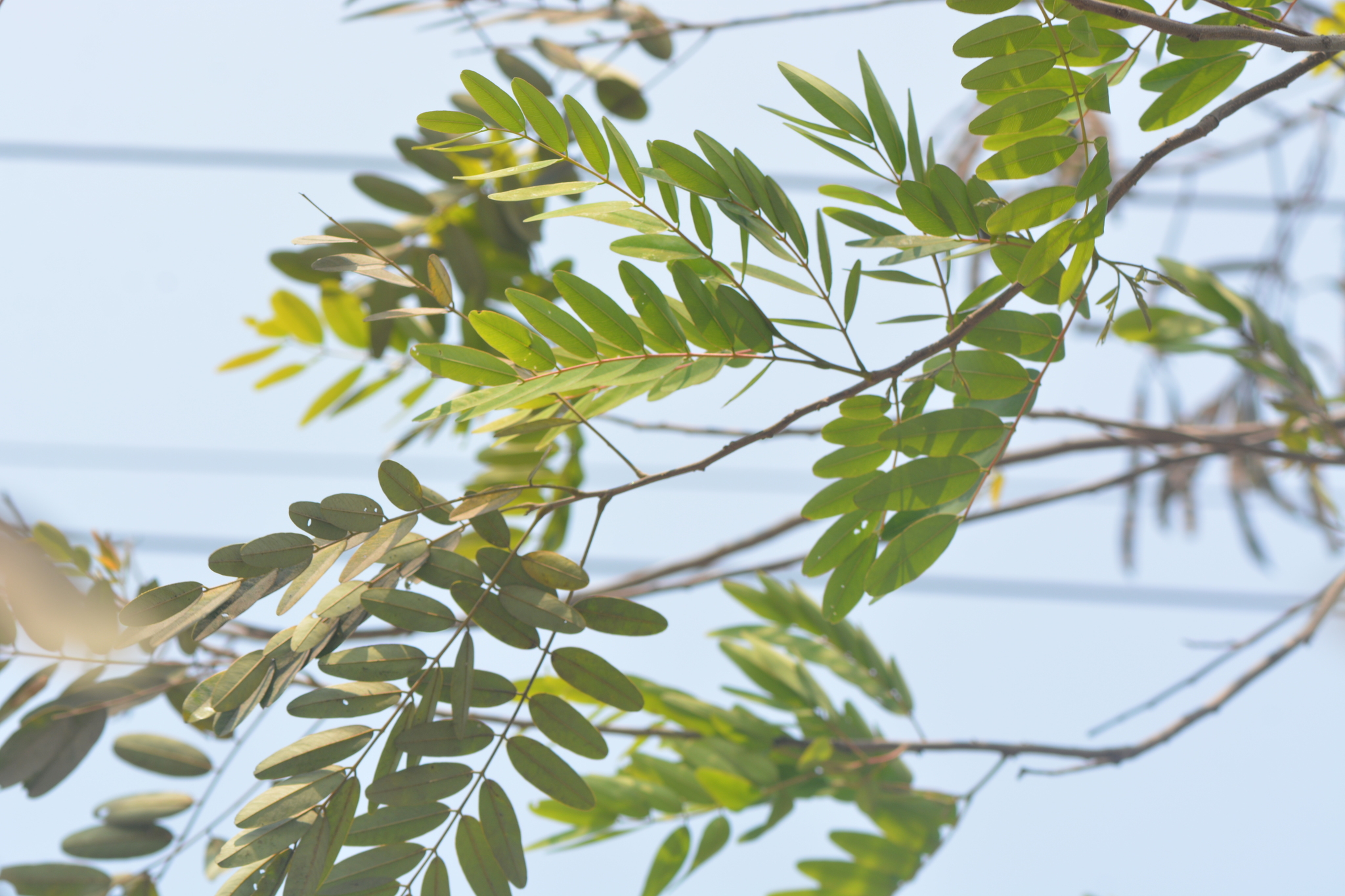 Siamese Cassia (Senna siamea)