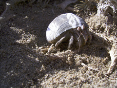 Coenobita scaevola