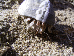Coenobita scaevola