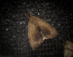 Crocidolomia suffusalis