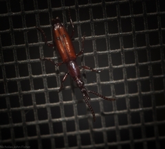 Amorphocephalina