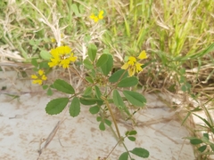 Trigonella glabra