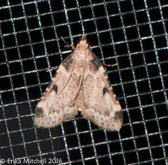 Aglossa costiferalis