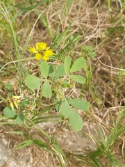Trigonella glabra