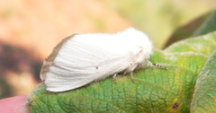 Bombycomorpha pallida