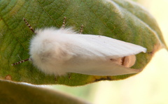 Bombycomorpha pallida