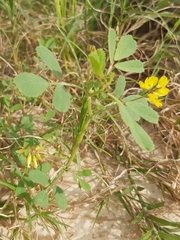 Trigonella glabra