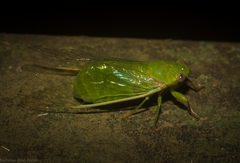Chlorocysta vitripennis