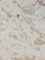 Myrmicinae