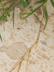 Myrmicinae