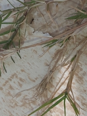 Myrmicinae