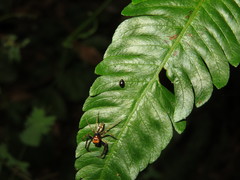Acallepitrix