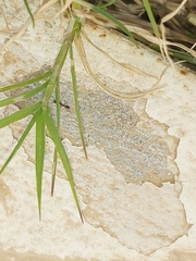 Myrmicinae