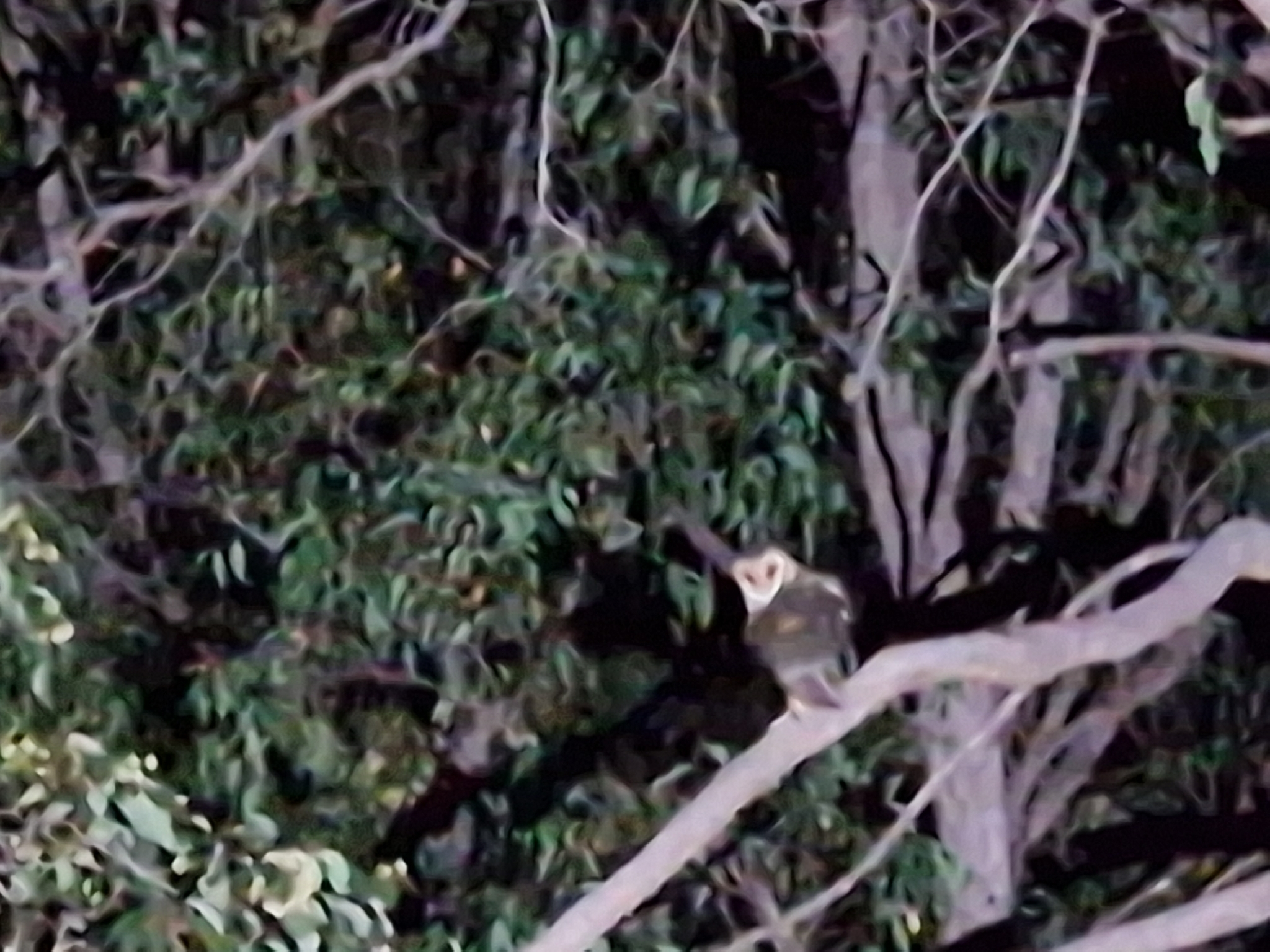 Australasian Masked Owl (Tyto novaehollandiae), photo 1