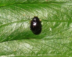 Acallepitrix