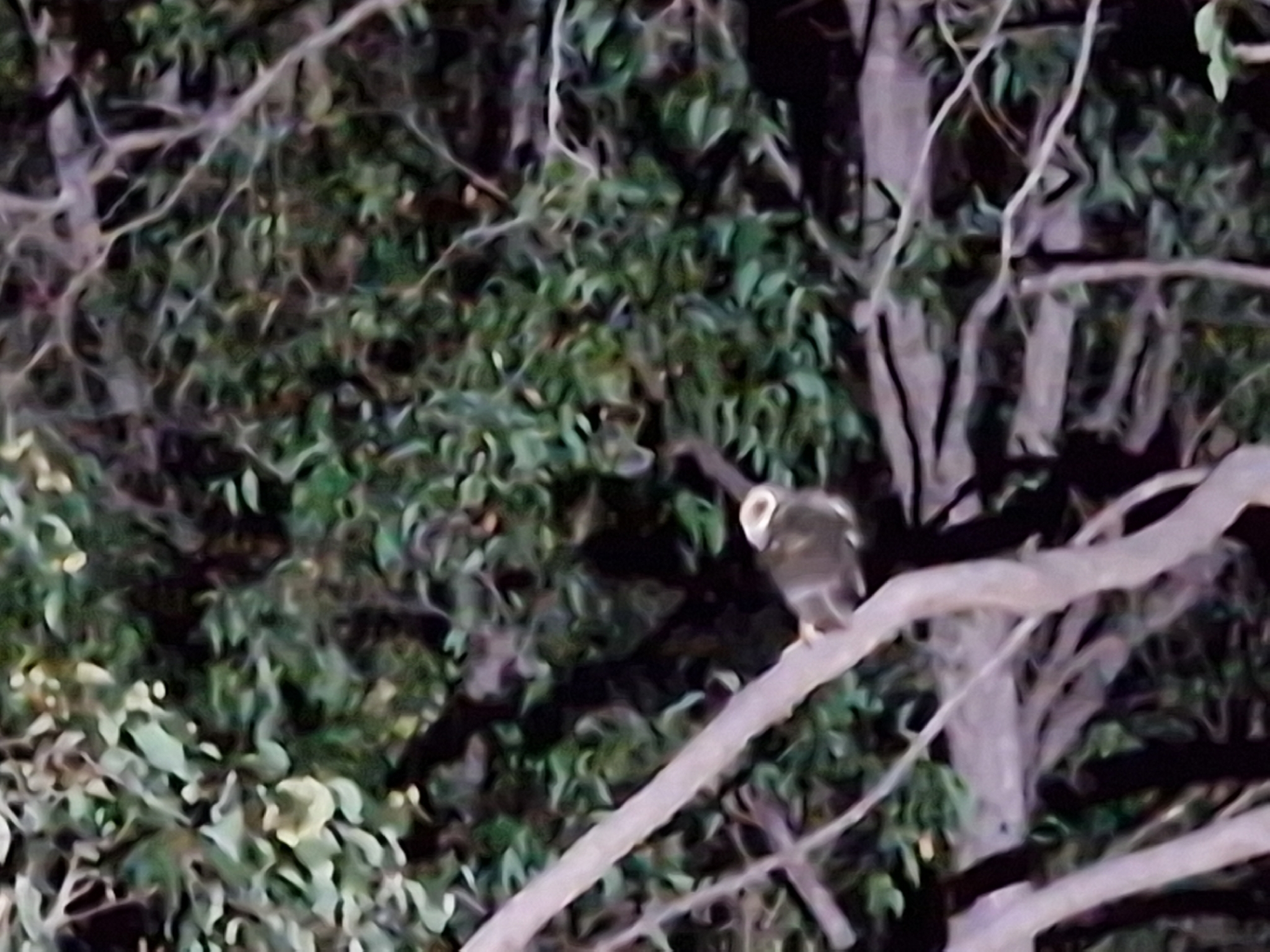 Australasian Masked Owl (Tyto novaehollandiae), photo 2