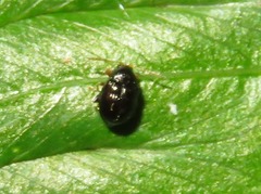 Acallepitrix