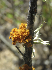 Teloschistes puber