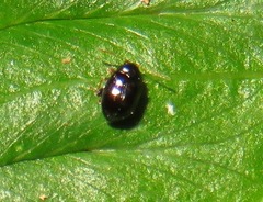 Acallepitrix