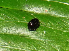 Acallepitrix
