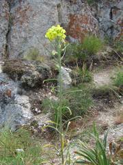 Erysimum flavum