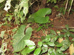 Philodendron mamei