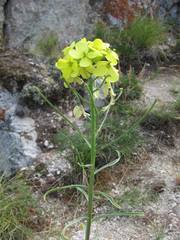 Erysimum flavum
